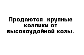 Продаются  крупные козлики от высокоудойной козы.